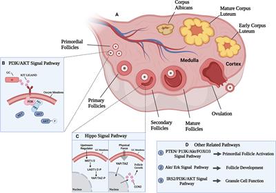 Ovarian Biomechanics: From Health to Disease